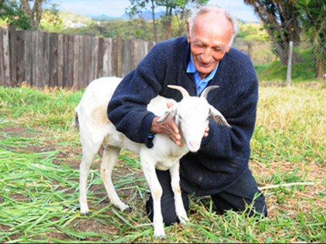 Cụ ông 74 tuổi làm đám cưới với... dê