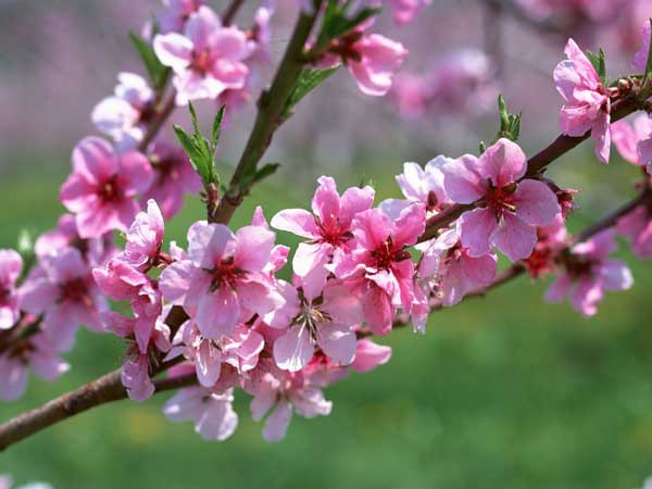 Giờ tốt, hướng tốt trong 9 ngày nghỉ Tết