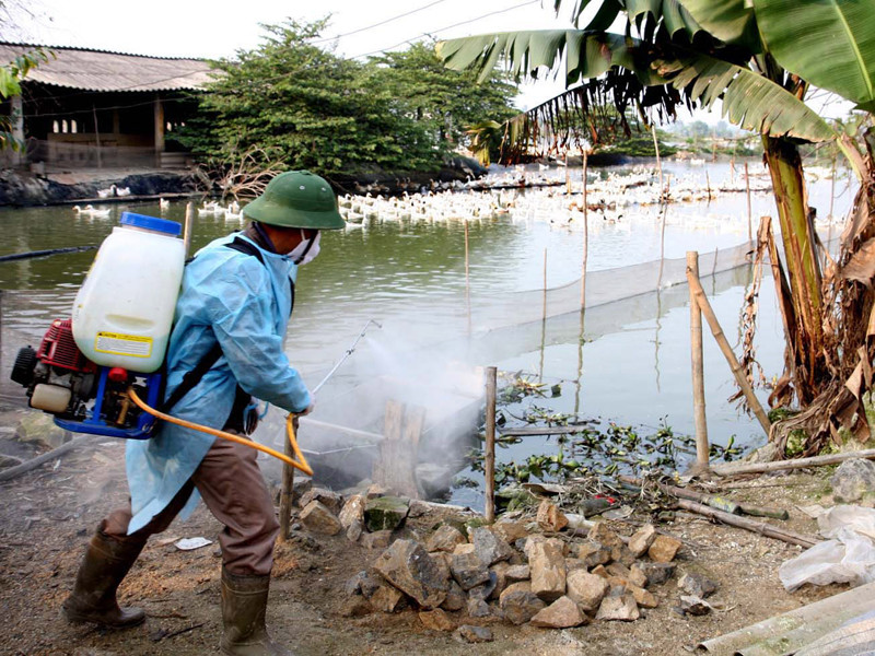 Phun thuốc phòng chống dịch trên đàn gia cầm ở huyện Ứng Hòa (Hà Nội). Ảnh: Đình Huệ