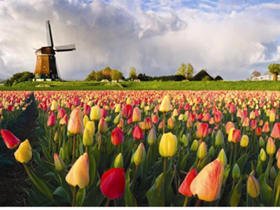 ‘Vương quốc'... hoa