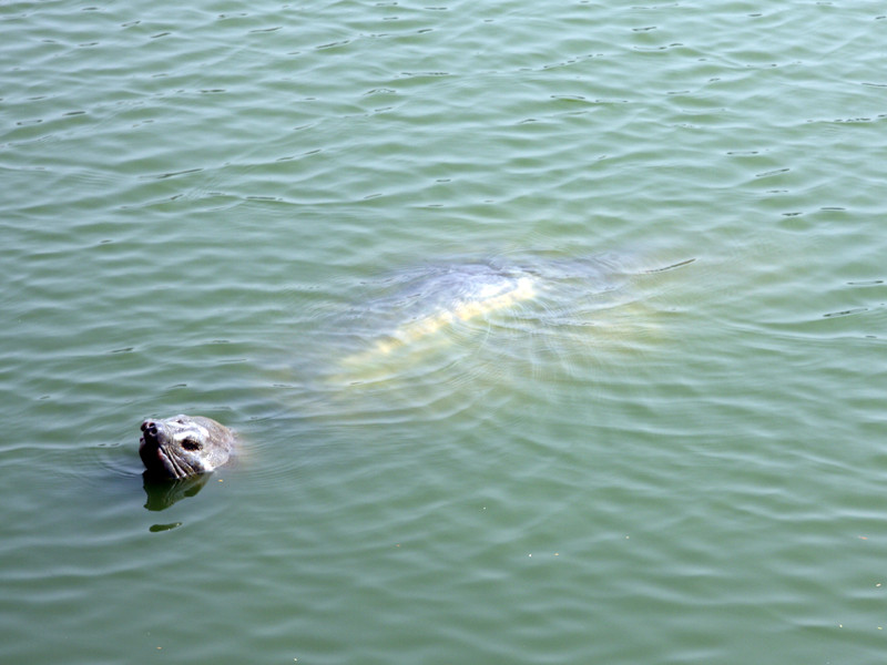Cụ rùa Hồ Gươm lại nổi