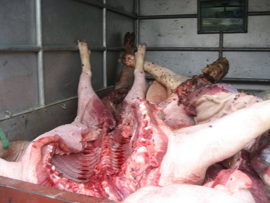 Cận cảnh lợn tai xanh thành ruốc, thịt chưng mắm tép