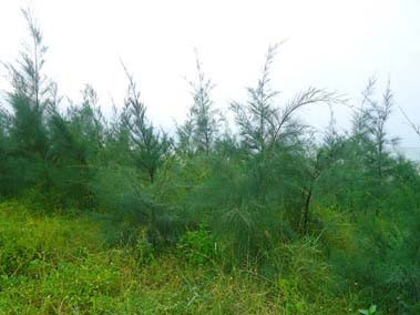 Vừa đi vừa khóc, nữ sinh bị hiếp dâm tập thể