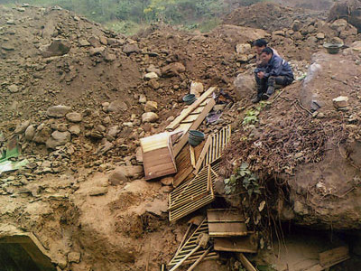 Đào vàng ở đất Ba Vì?