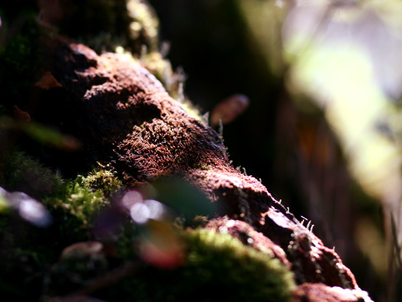 Sắc màu kỳ ảo thiên nhiên Fansipan