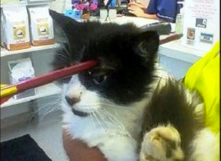 Bị tên bắn xuyên đầu vẫn thoát chết thần kỳ