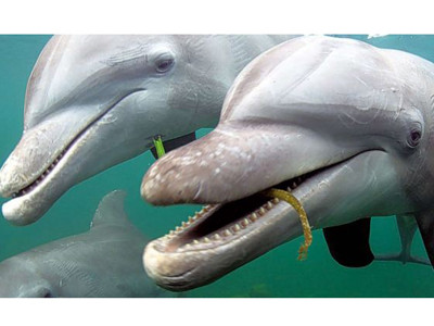 Cá heo cũng biết tỏ tình