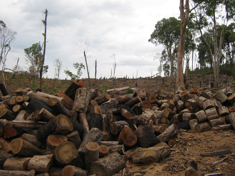 Di cư tự do vẫn tàn sát rừng
