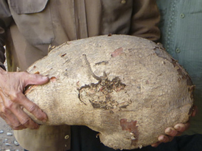 ‘Anh hùng phi công’ đào khoai nặng hơn 22 kg