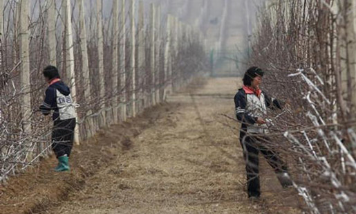 Mỹ, Hàn âm mưu 'đánh quỵ' Triều Tiên qua lương thực