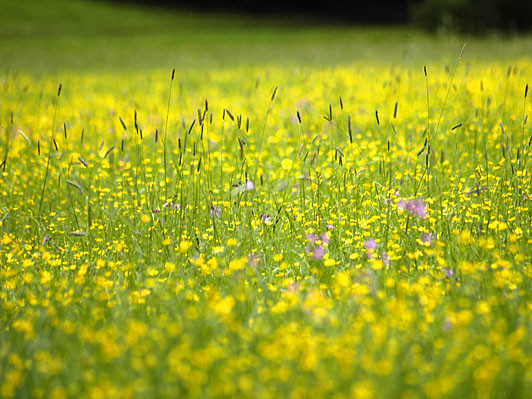 Horoscope tuần này của bạn