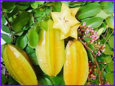 Quả khế chữa nhiều bệnh