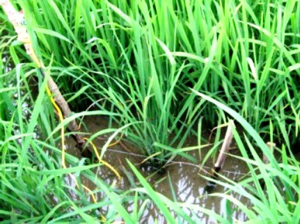 'Bóc' màn kịch giết người rồi cõng xác phi tang