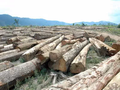 Phá rừng làm thủy điện, chây ỳ nộp phí