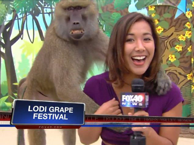 Khỉ cười toe khi sàm sỡ nữ phóng viên xinh đẹp