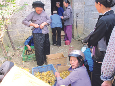 Gia cầm thẩm lậu, đầu nậu thao túng: xin rút kinh nghiệm