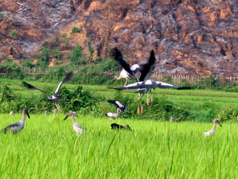 Ảnh minh họa. Nguồn: Internet