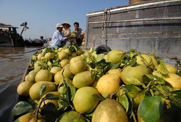 Ngăn chặn thương lái nước ngoài thao túng nông sản