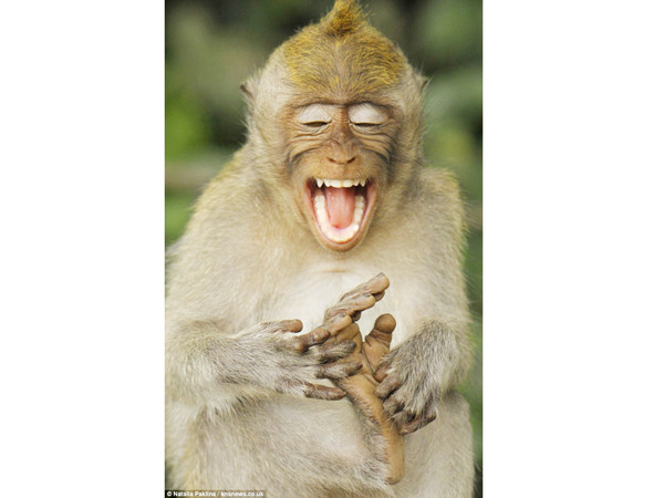 Chú khỉ thích tự cù