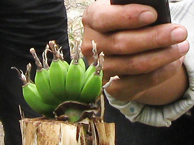 Lạ lùng cây chuối chết khô trổ quả