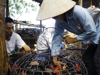 Ăn Tết với gà... dán tem