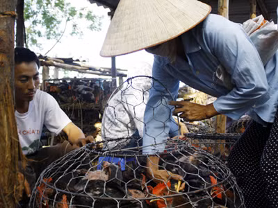 Ăn Tết với gà... dán tem