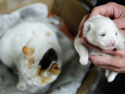 Mèo sinh ra… chó?