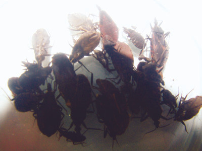 Ổ bọ xít hút máu