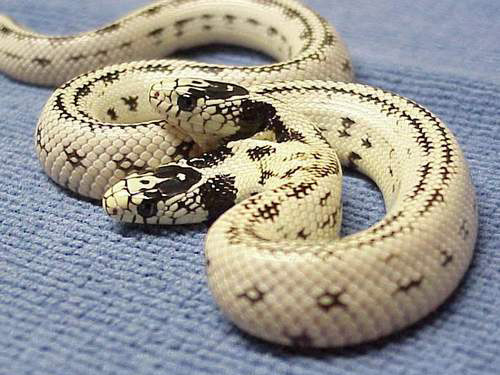 Hình ảnh kinh dị của rắn hai đầu