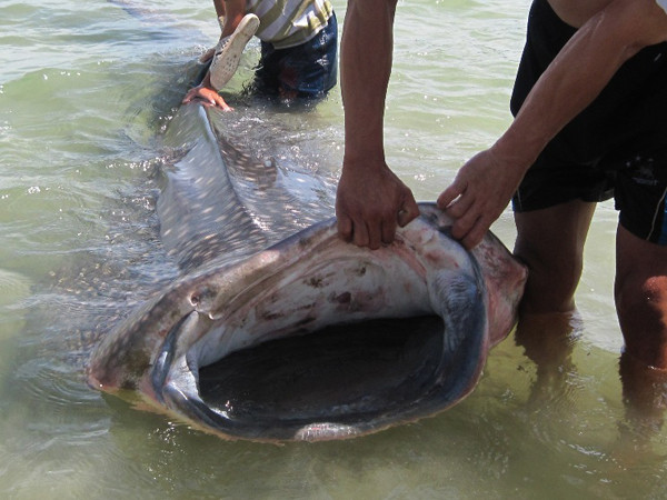 Cá voi 500 kg xuất hiện gần bờ biển Chân Mây