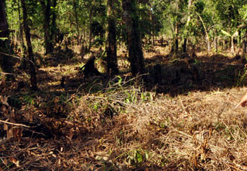 Phạt tù vợ chồng Phó Bí thư xã phá rừng