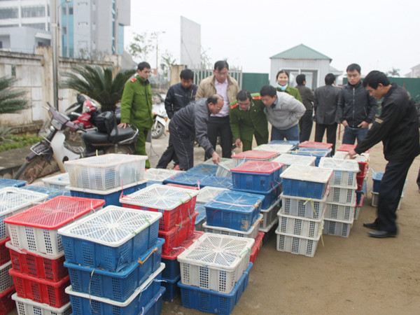 Bắt 2 tấn động vật hoang dã