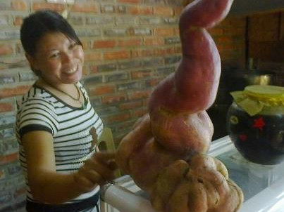 Kỳ lạ củ khoai nặng bằng trẻ sơ sinh, có hình hồ lô