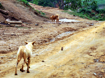 Chó lạ xuất hiện và hung dữ bất thường gây lo lắng cho nhân dân (ảnh chụp ngày 6/5, tại xã Bản Mế, huyện Si Ma Cai).