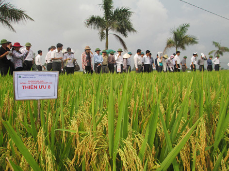 Thua thiệt nông dân gánh