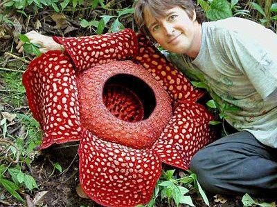 Chiêm ngưỡng những loài hoa khổng lồ