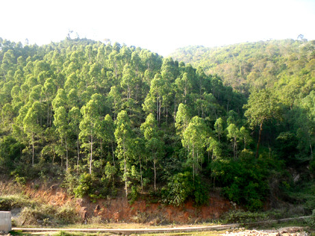 Rượt đánh, phá xe của nhân viên gác rừng