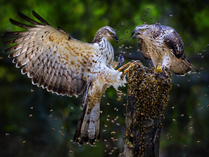 Ảnh đoạt giải tại Triển lãm Ảnh nghệ thuật quốc tế