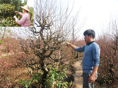 Tết đến gần, quất 'héo', đào 'tươi'