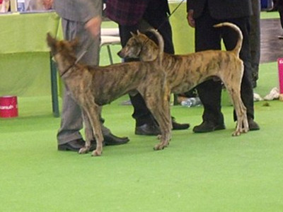 Chó Phú Quốc tìm lại chỗ đứng trên thế giới