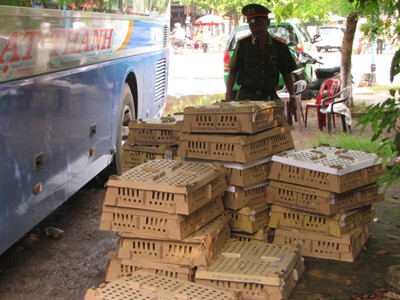 Tiêu hủy hơn 6.000 gia cầm bắt trên xe khách