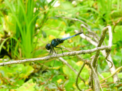 Việt Nam phát hiện loài chuồn chuồn mới