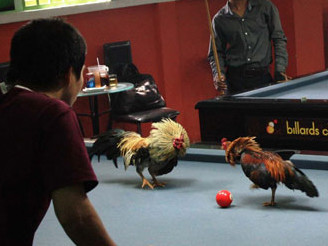 Đá gà trên bàn bida