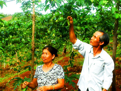 Vợ chồng ông Hiều cụt vốn chăm sóc vườn chanh dây