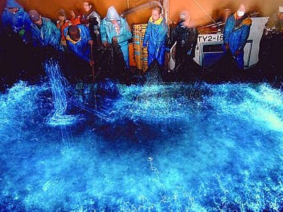 Kỳ ảo bãi biển phát sáng về đêm