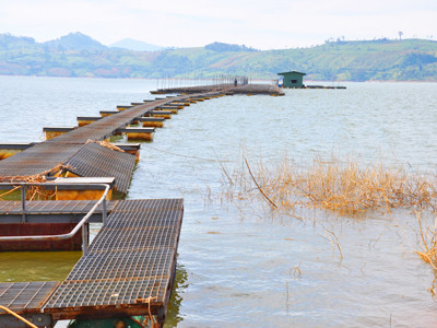 Hồi sinh nhiều loài cá quý sắp tuyệt chủng