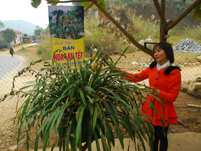 Đại gia vùng tiền ‘săn’ địa lan Sa Pa làm quà Tết