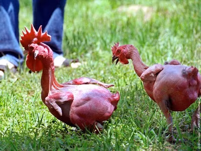 Lai tạo giống gà trụi lông đầu tiên trên thế giới