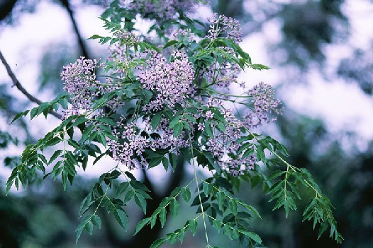 Thuốc hay từ cây xoan, cây tre