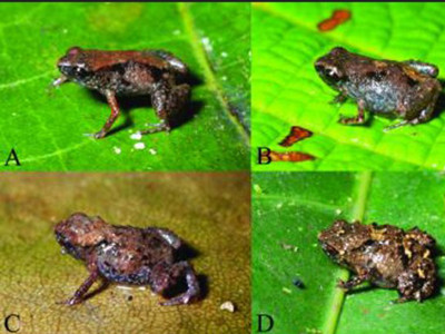 Phát hiện loài ếch nhỏ nhất thế giới